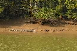 Image of Estuarine Crocodile