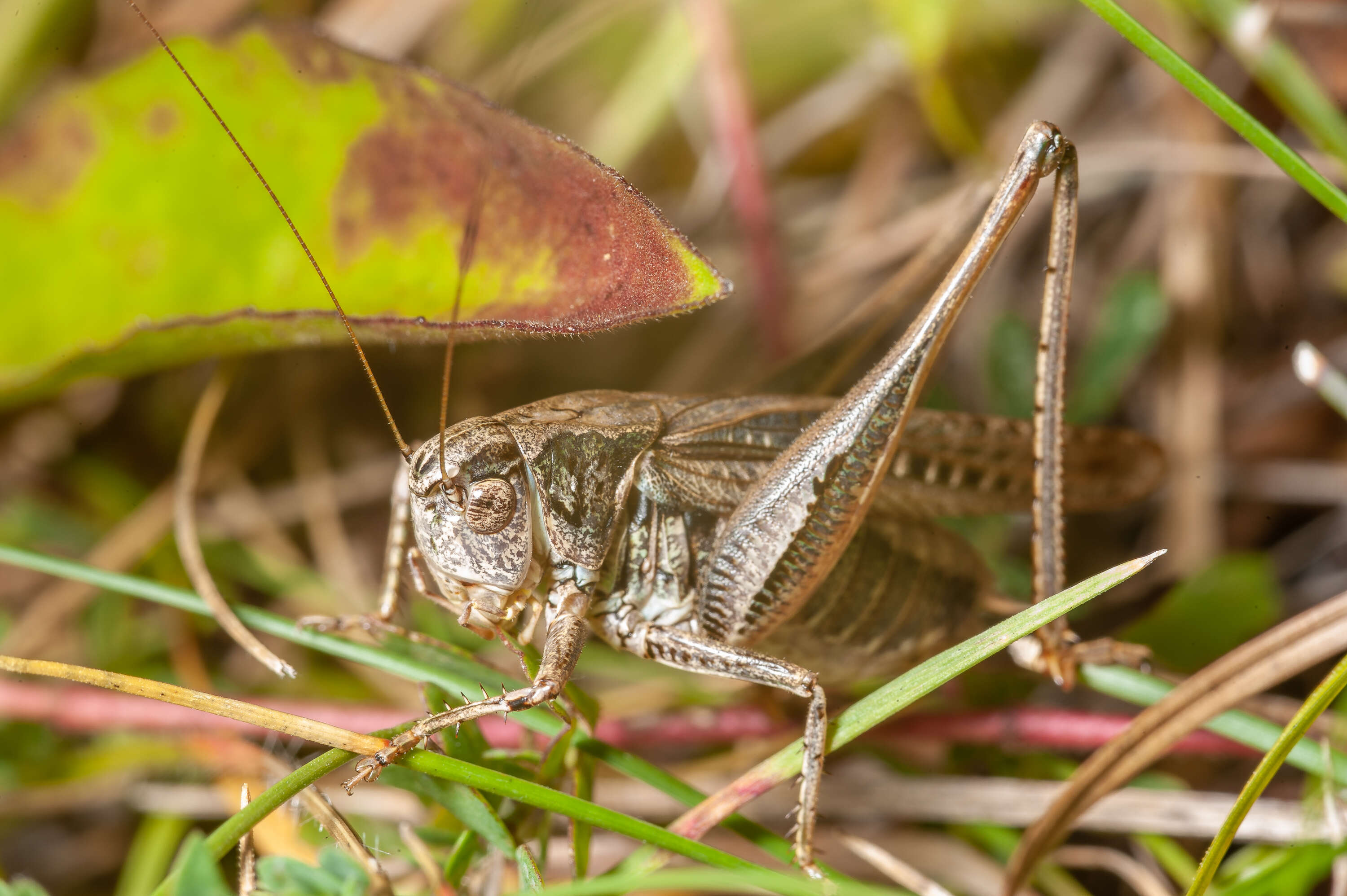 Plancia ëd Platycleis albopunctata (Goeze 1778)