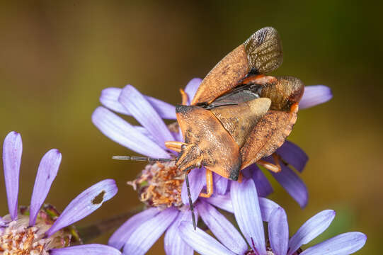 Image of <i>Carpocoris fuscispinus</i>