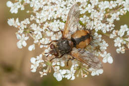 Image of Tachina fera (Linnaeus 1761)