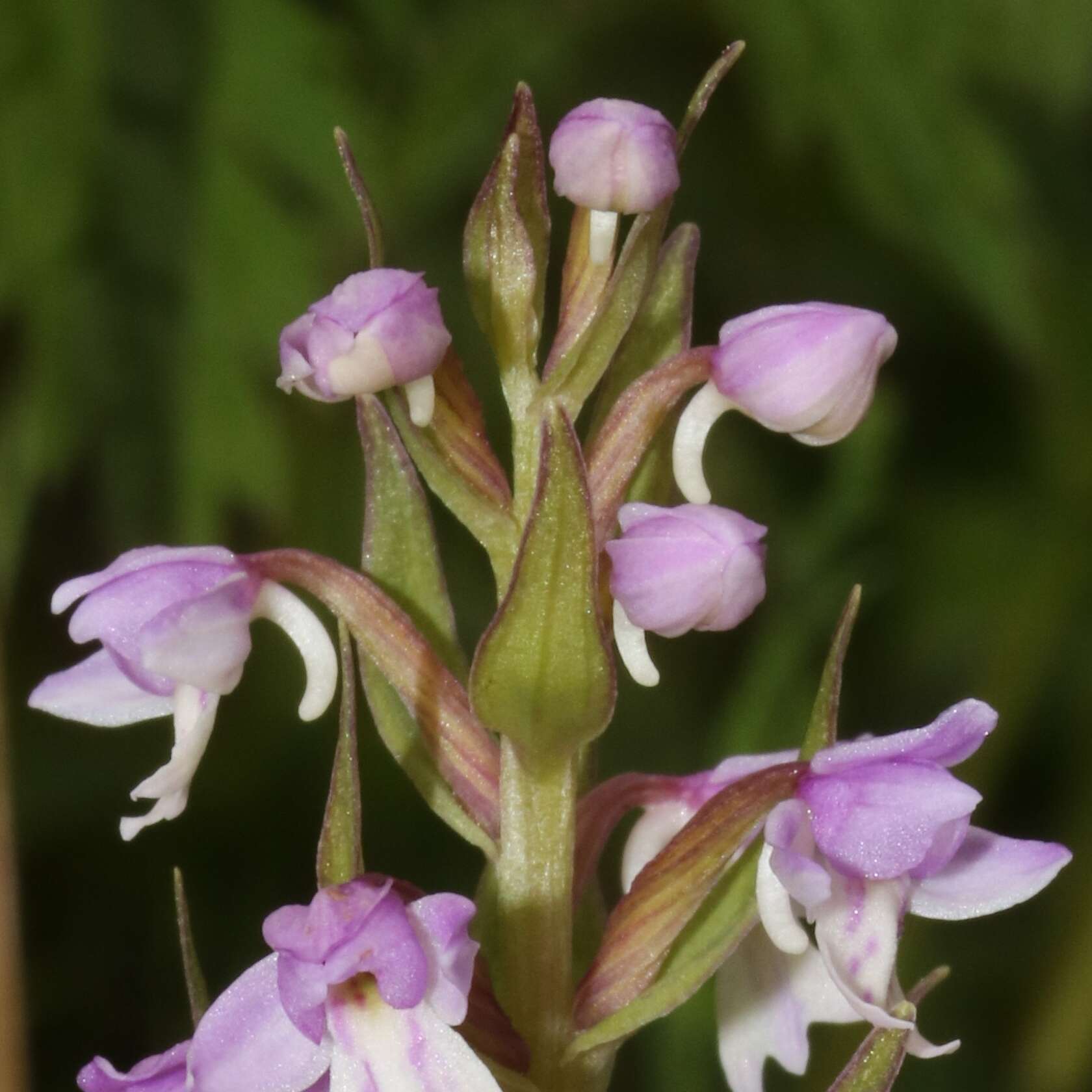 Plancia ëd Galearis camtschatica (Cham.) X. H. Jin, Schuit. & W. T. Jin