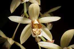 Image of Coelogyne tomentosa Lindl.