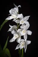 Image of Coelogyne mooreana Rolfe