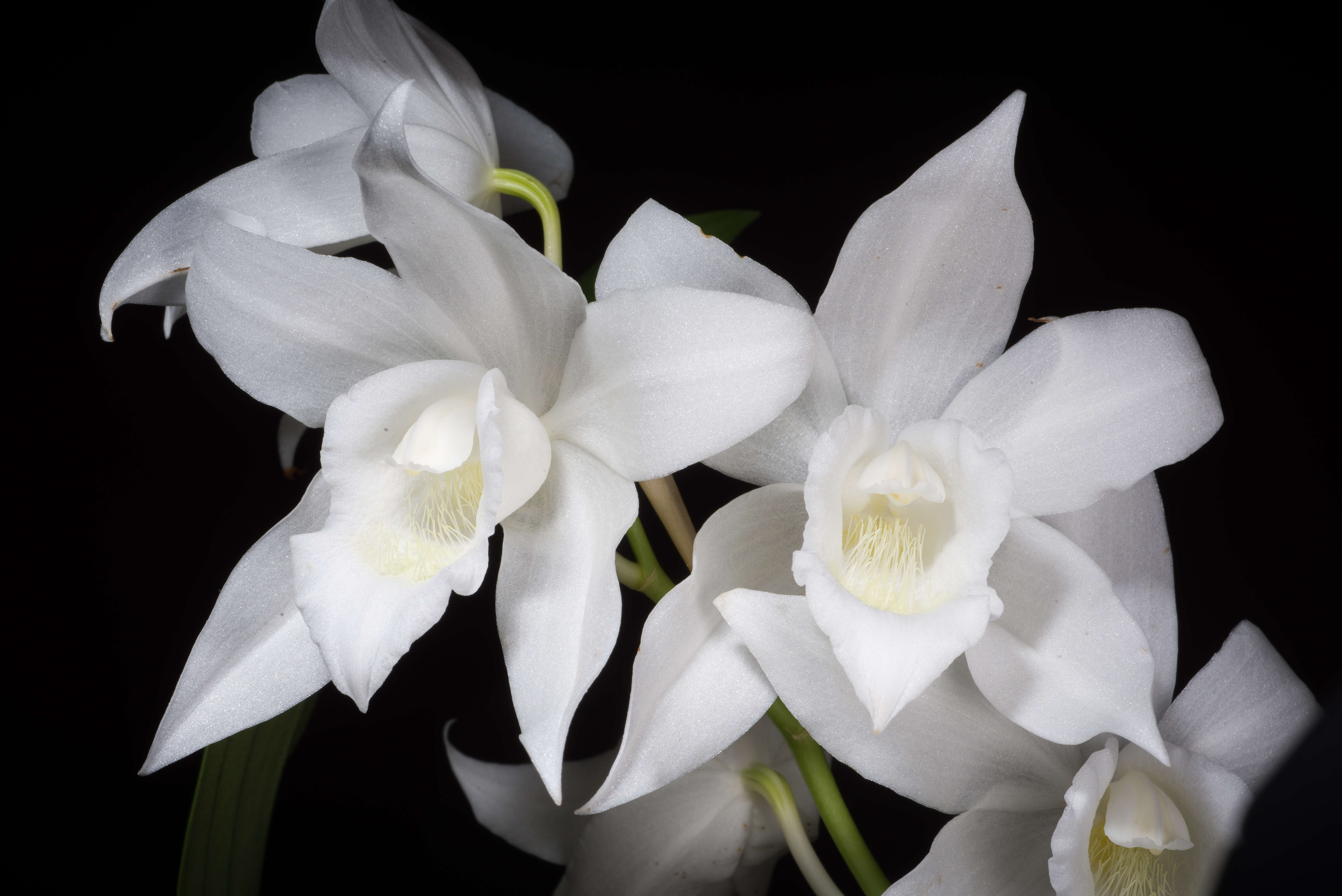 Image of Coelogyne mooreana Rolfe