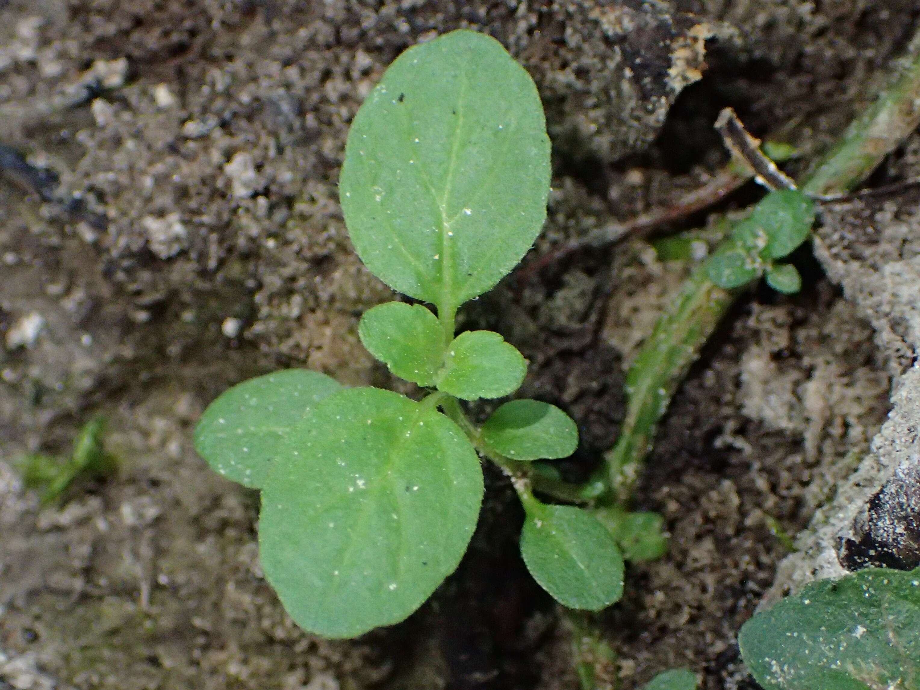 Image of Water Mint