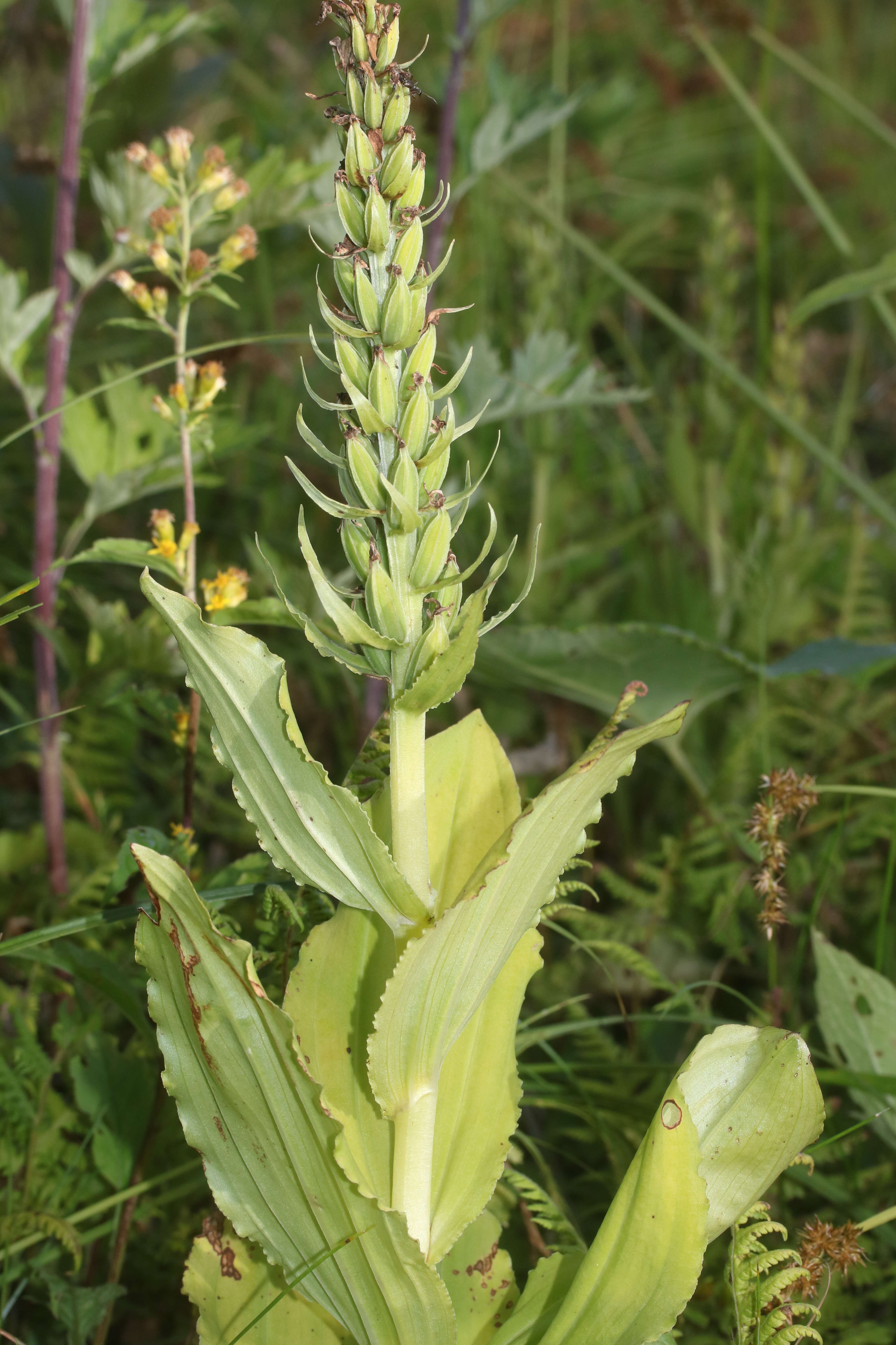 Plancia ëd Galearis camtschatica (Cham.) X. H. Jin, Schuit. & W. T. Jin