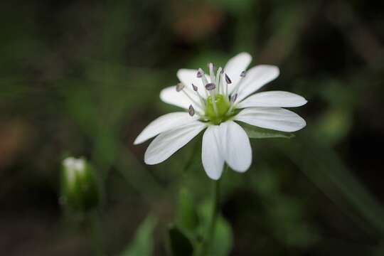 Image of wood stitchwort