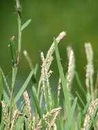 Image of St. Augustine grass