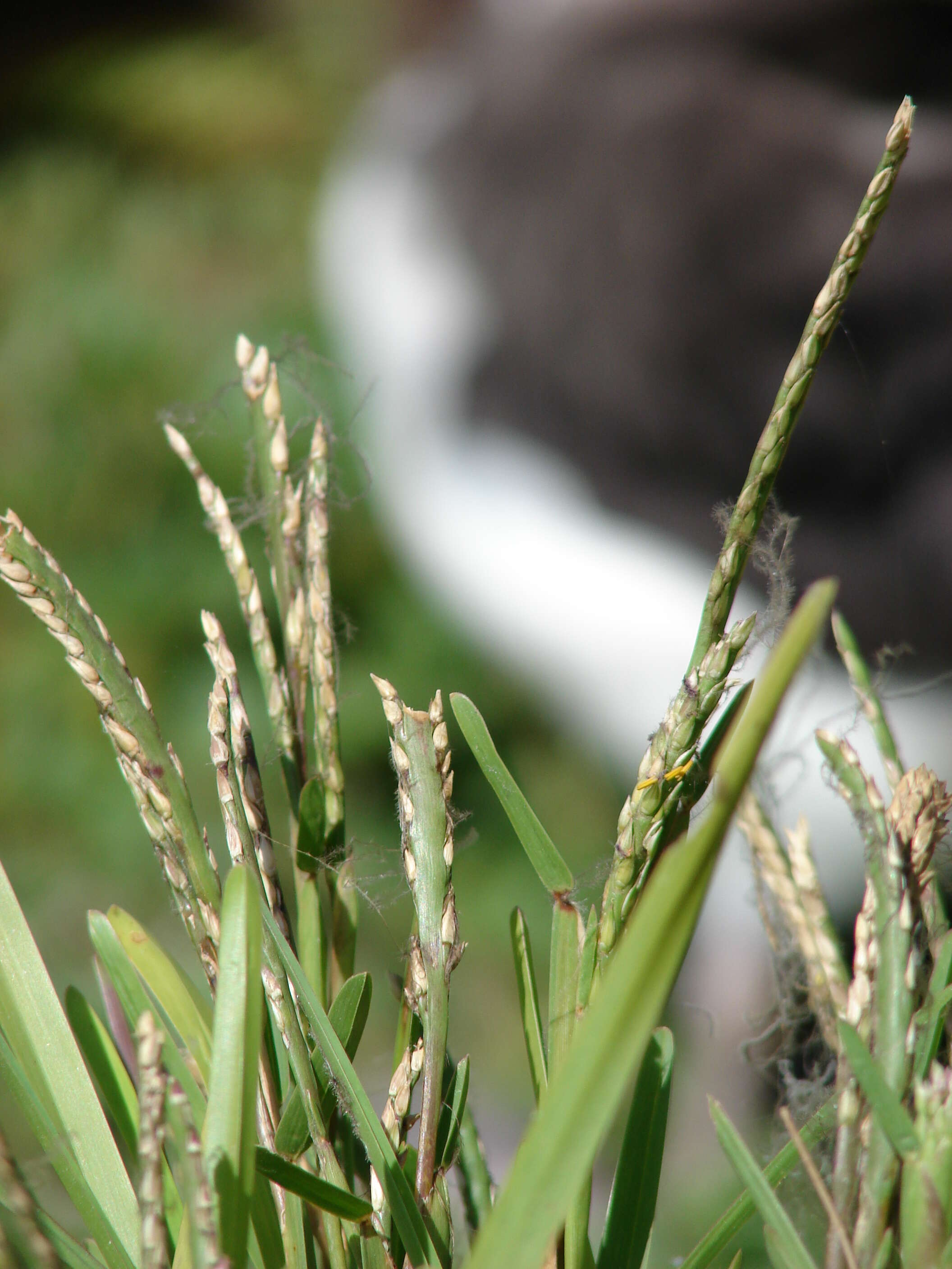 Image of St. Augustine grass