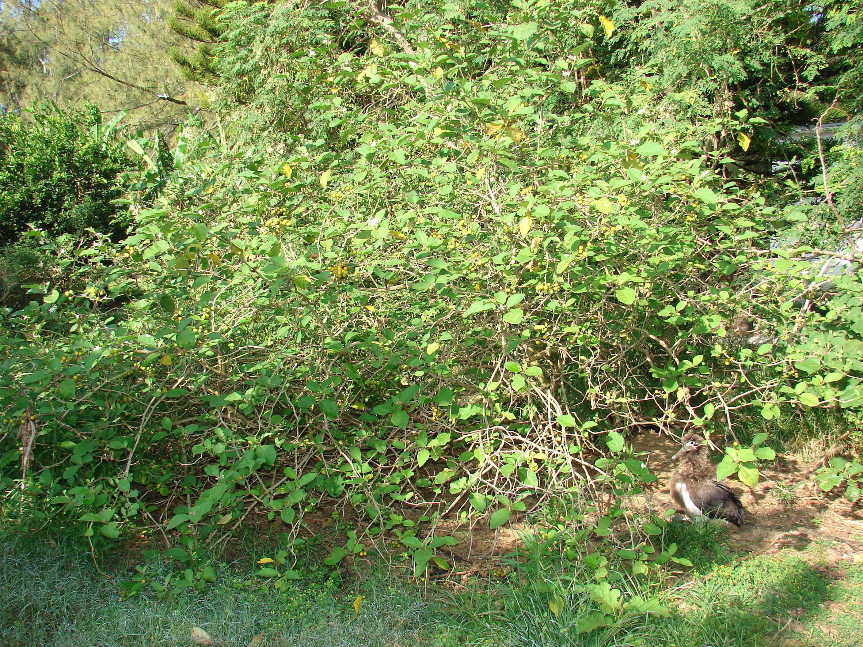 Image of turkey berry