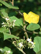 Image of turkey berry