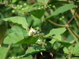 Imagem de Solanum torvum Swartz