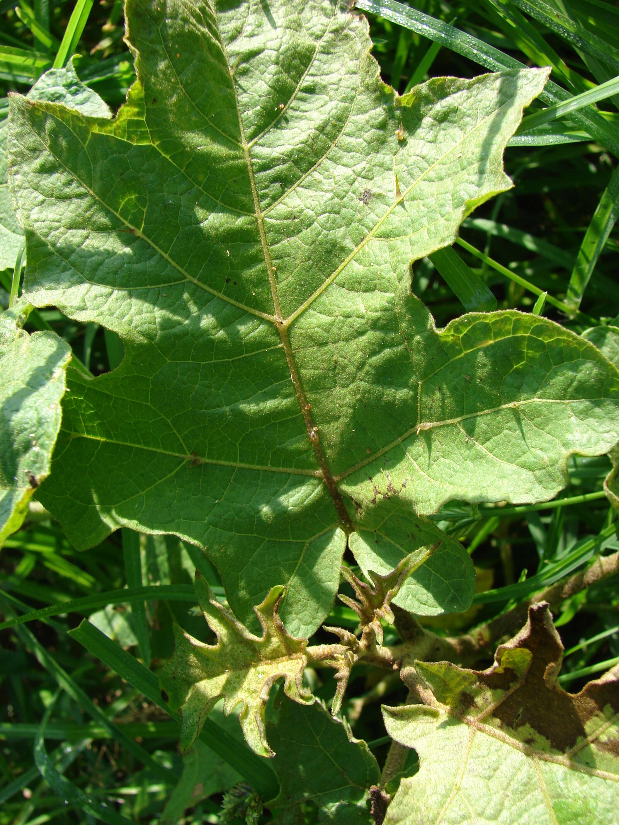 Imagem de Solanum torvum Swartz