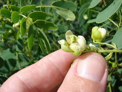 Image of Gaudichaud's senna