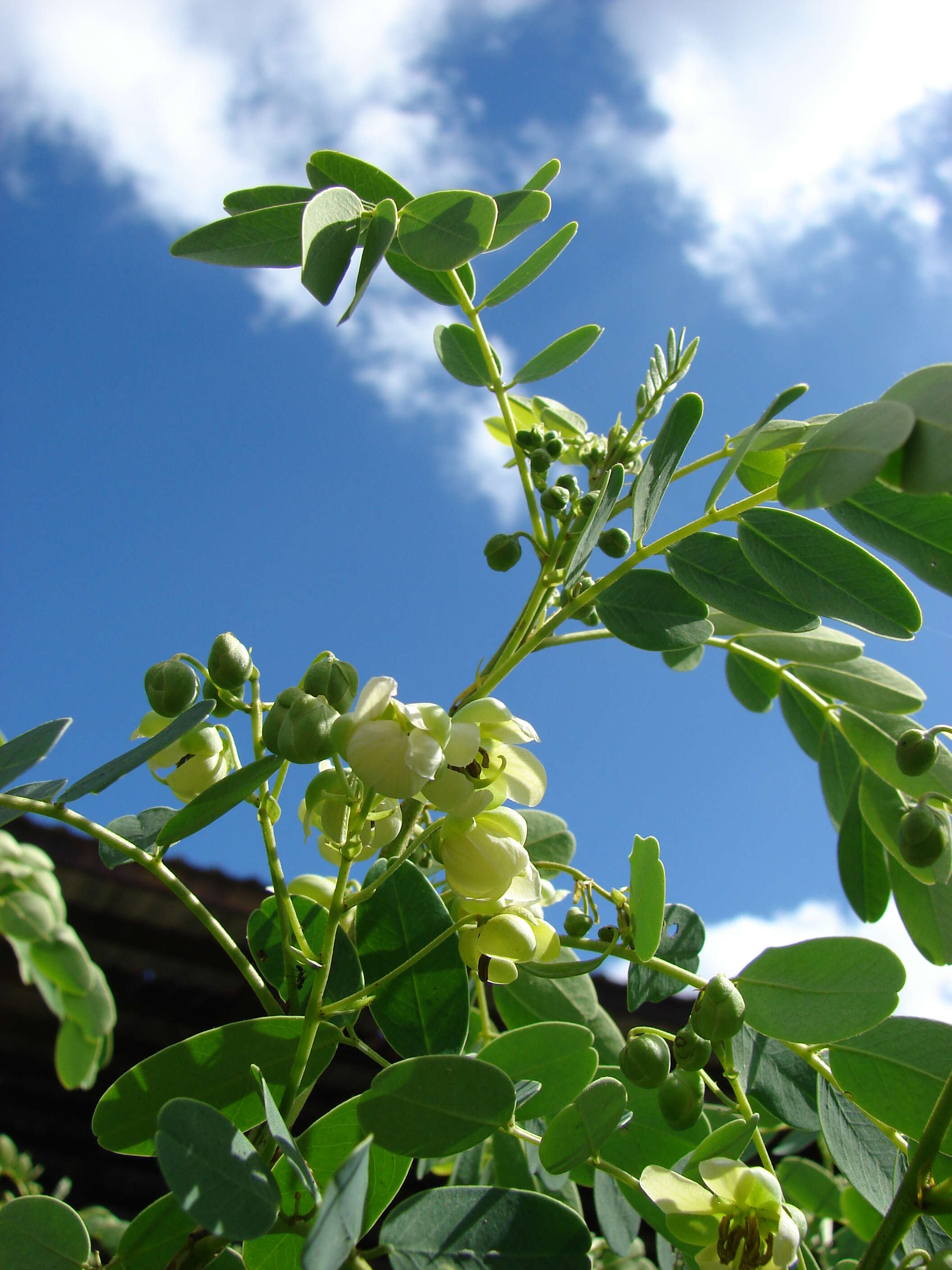 Image of Gaudichaud's senna