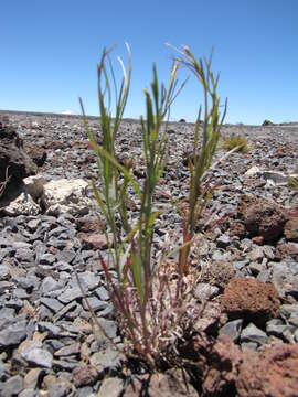 Image of broom snakeweed