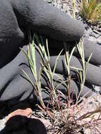 Image of broom snakeweed