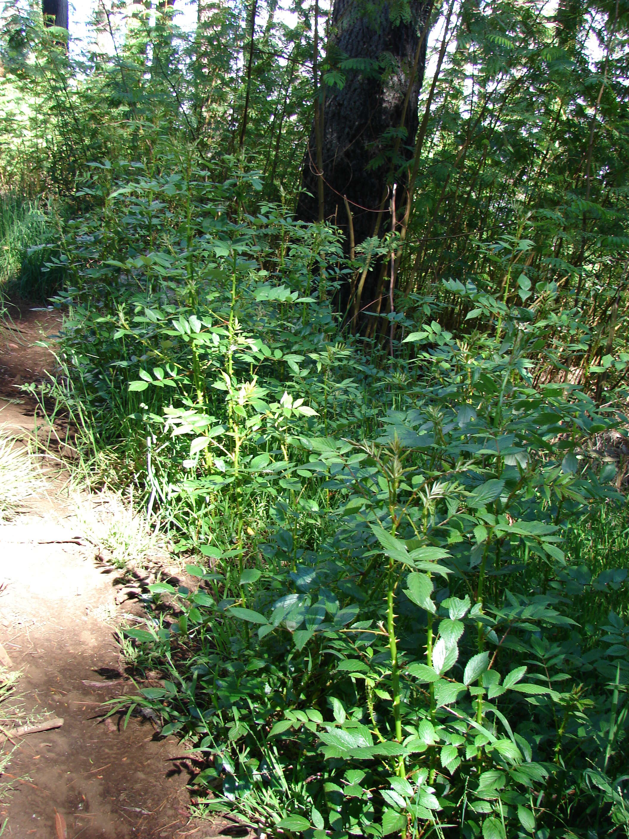 Image of Mysore raspberry