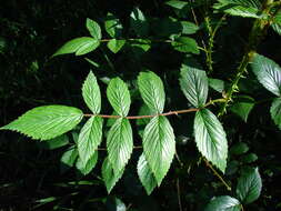 Image of Mysore raspberry