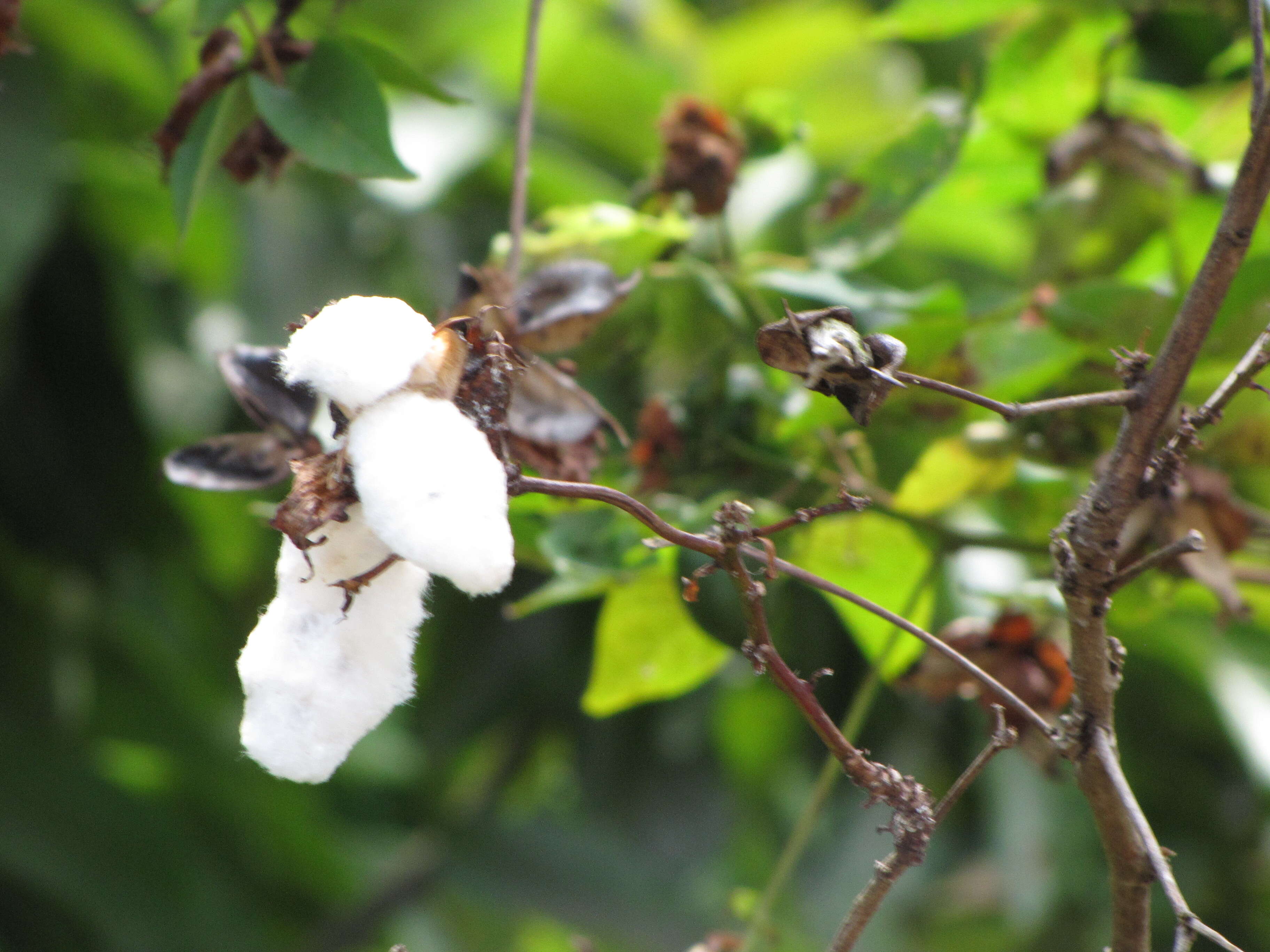 Image of Sea Island Cotton