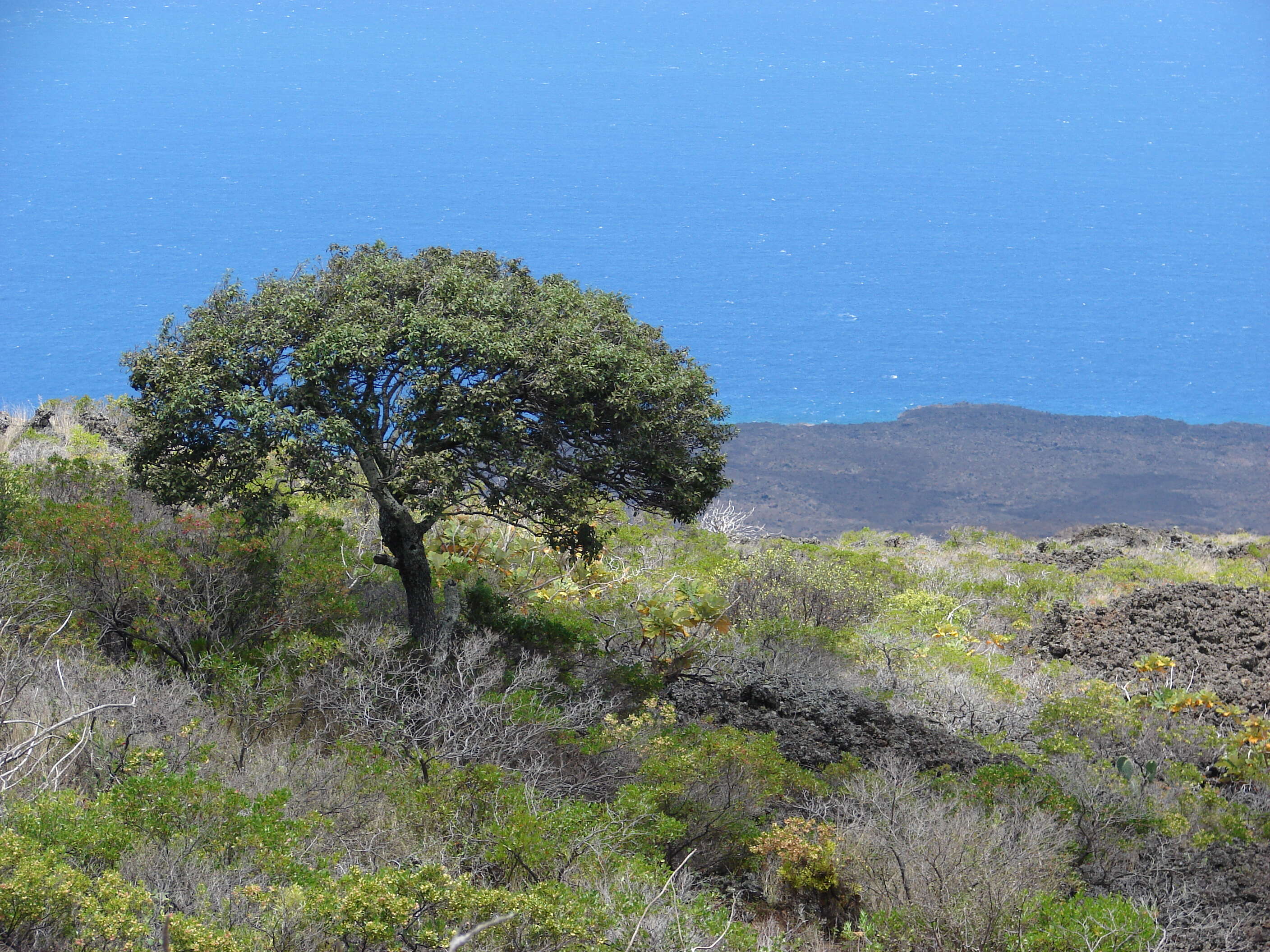 Imagem de Diospyros sandwicensis (A. DC.) Fosberg