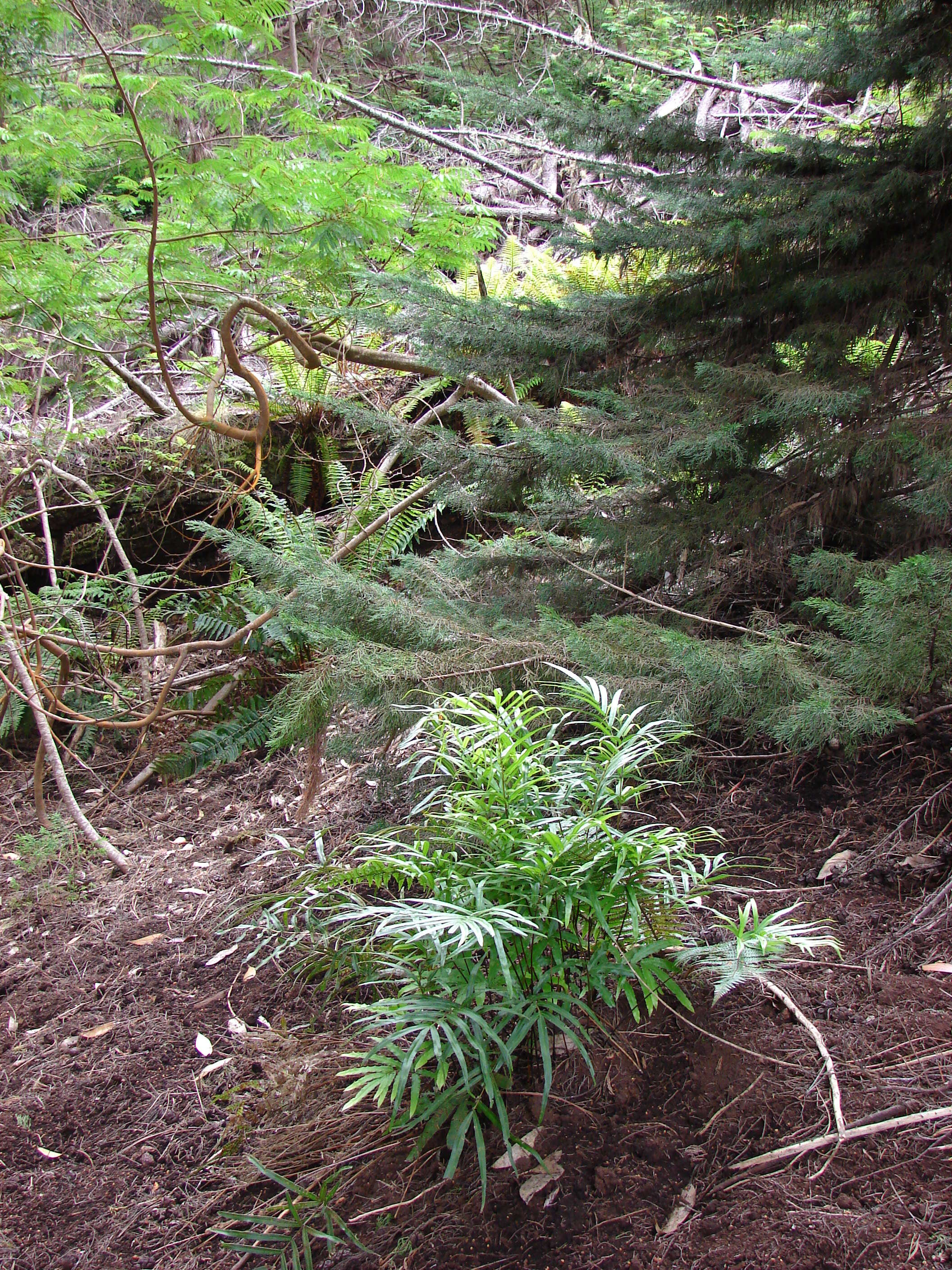 Imagem de Pteris cretica L.