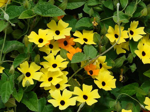 Image of blackeyed Susan vine