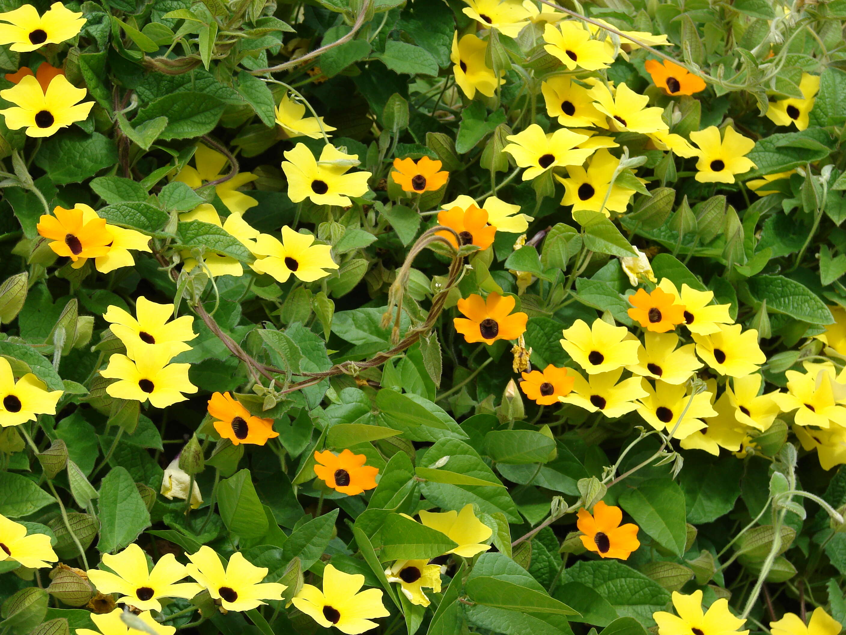 Image of blackeyed Susan vine