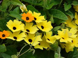 Image de Thunbergia alata Boj. ex Sims