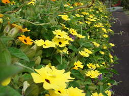 Image of blackeyed Susan vine