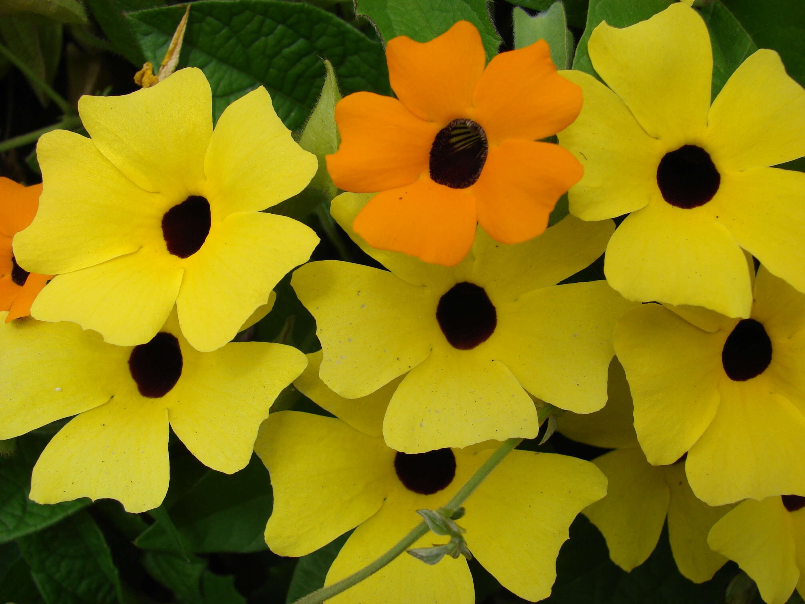 Image of blackeyed Susan vine