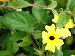 Image de Thunbergia alata Boj. ex Sims