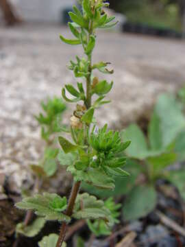 Image of common speedwell