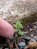 Image of common speedwell