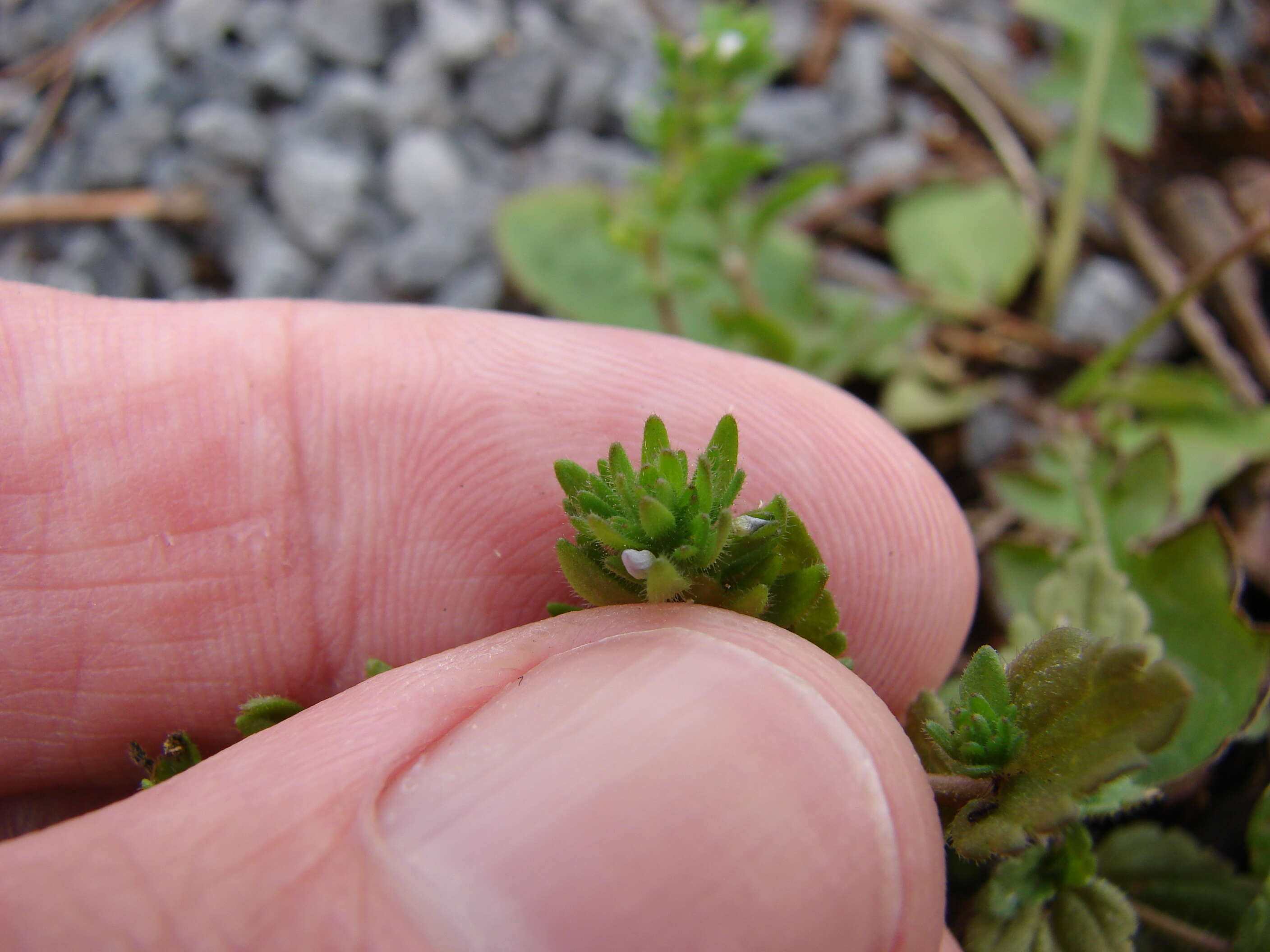 Image of common speedwell