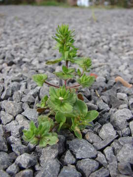 Image of common speedwell