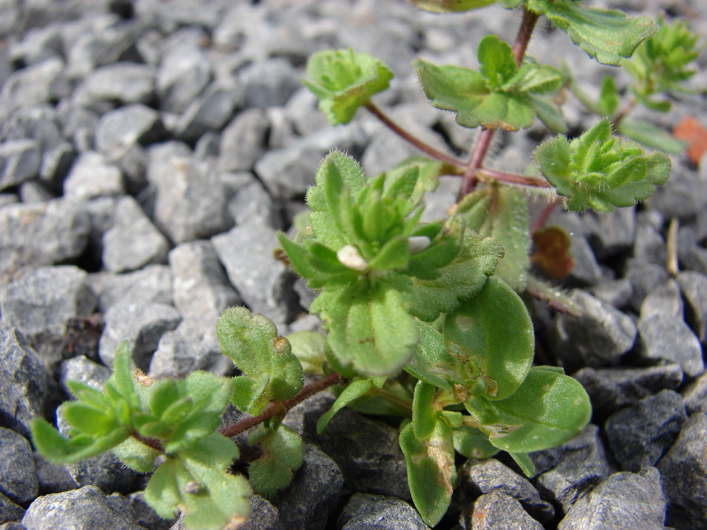 Image of common speedwell