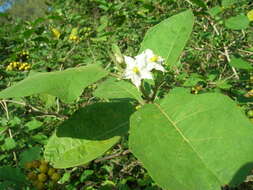 Image of turkey berry