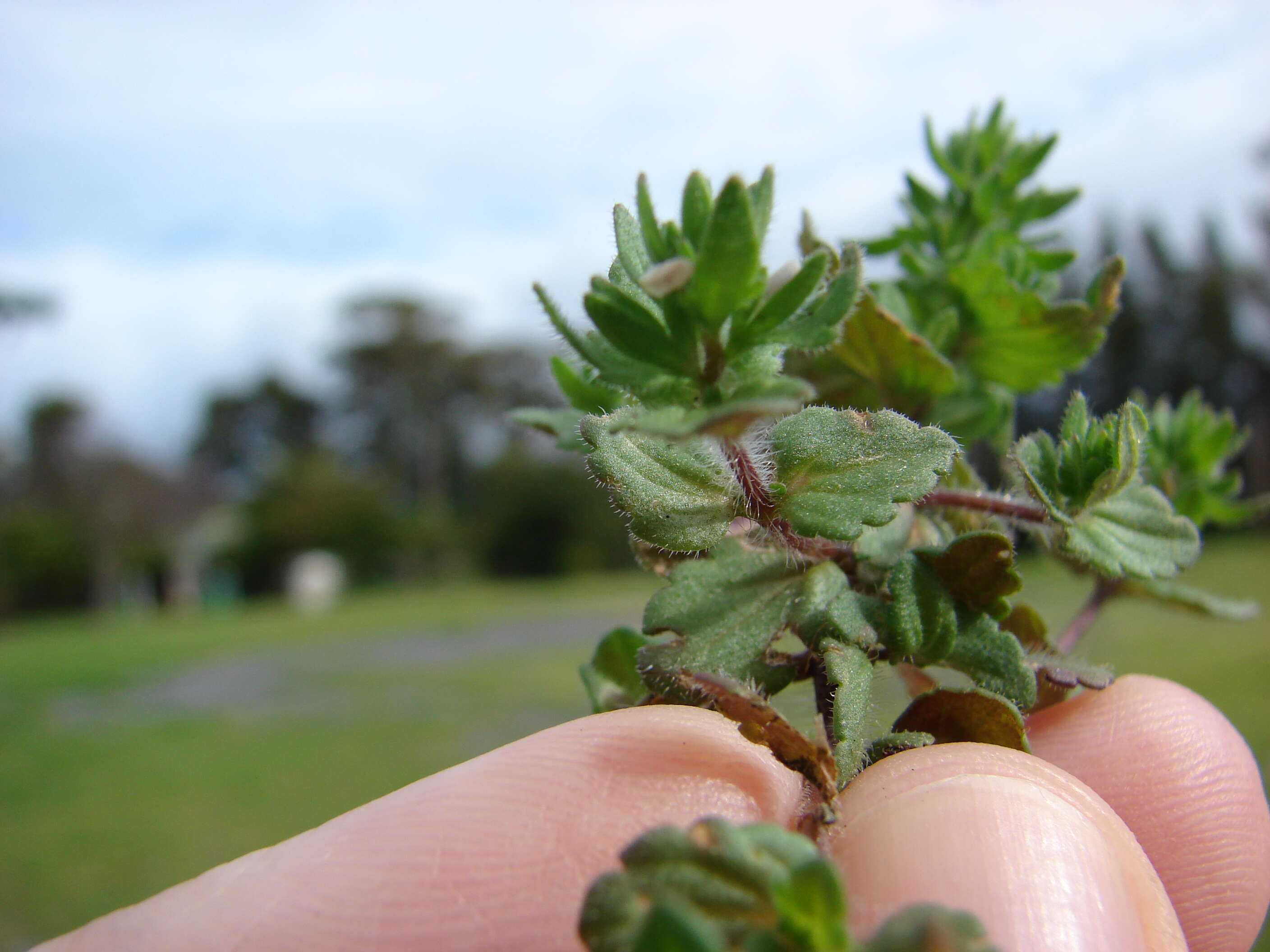 Image of common speedwell