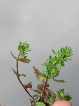 Image of common speedwell