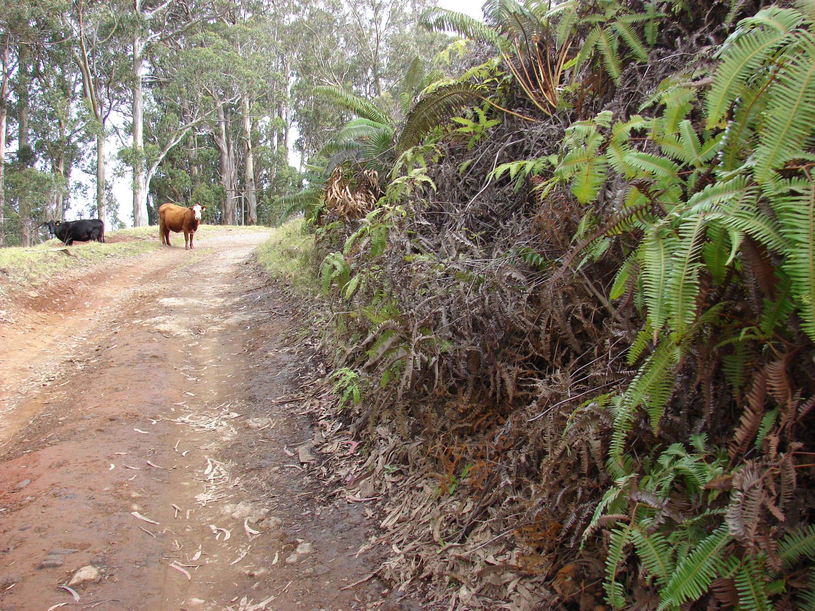 Image of Old World forkedfern