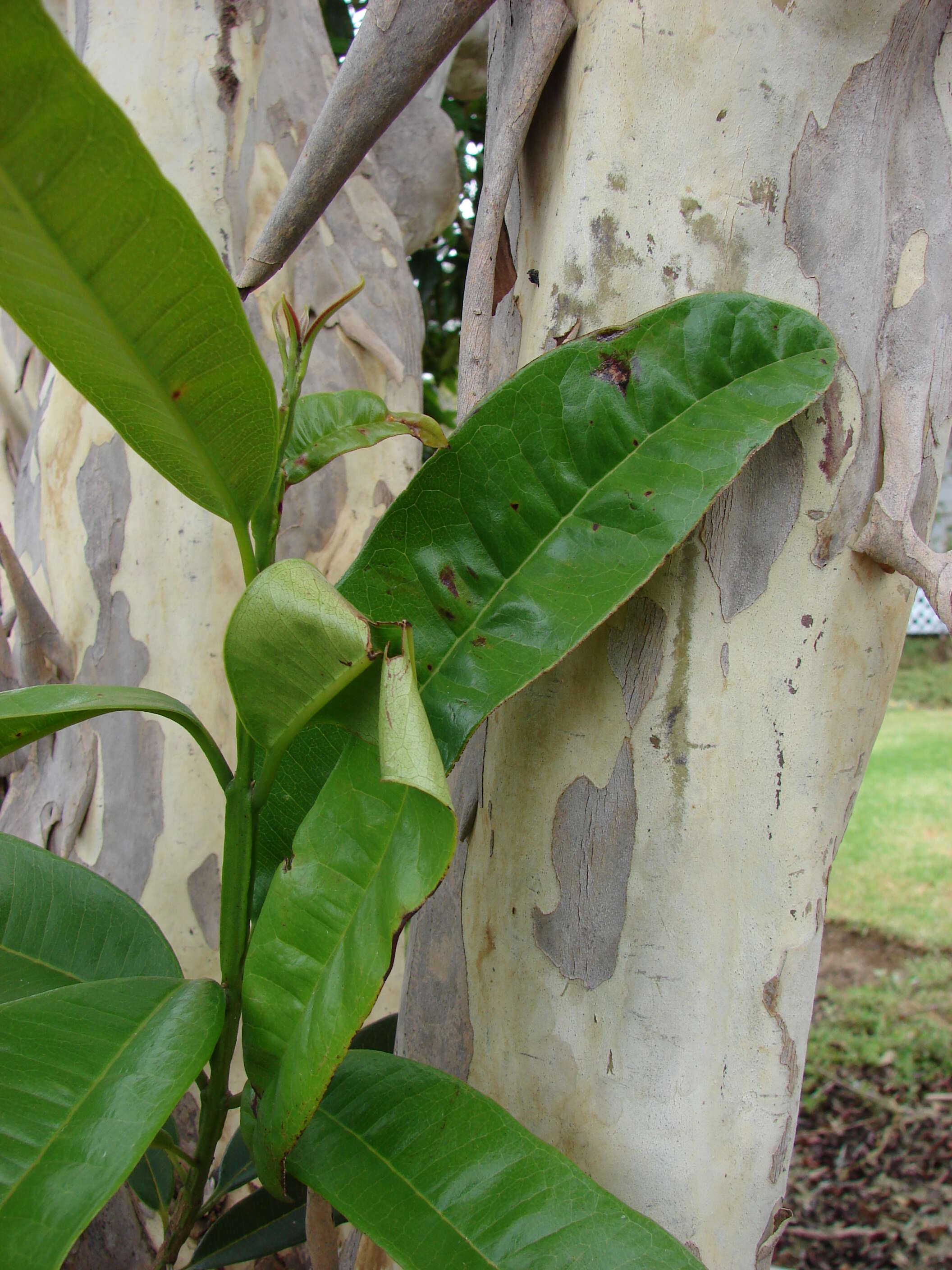 Image of Allspice