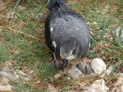 Image of Bonin Petrel