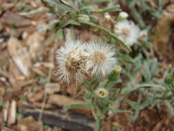 Image of asthmaweed