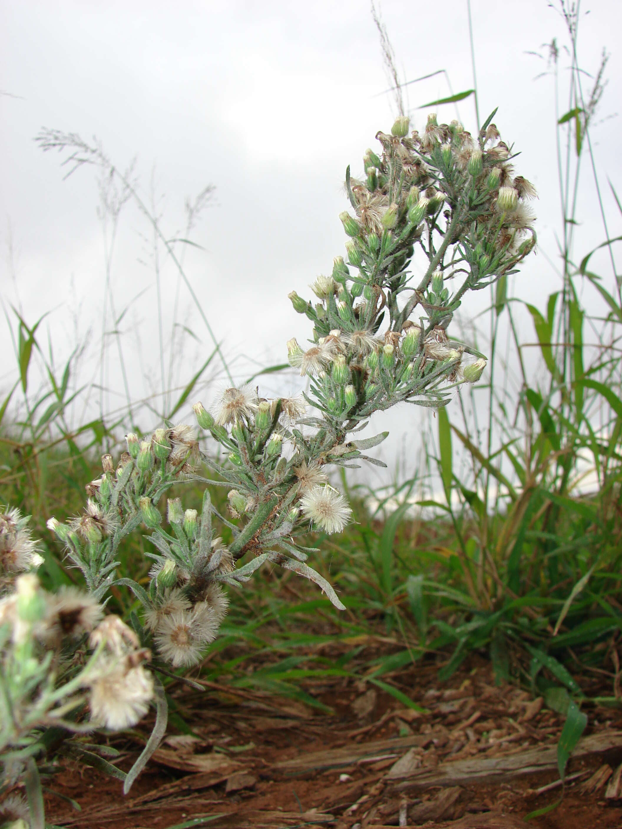 Image of asthmaweed