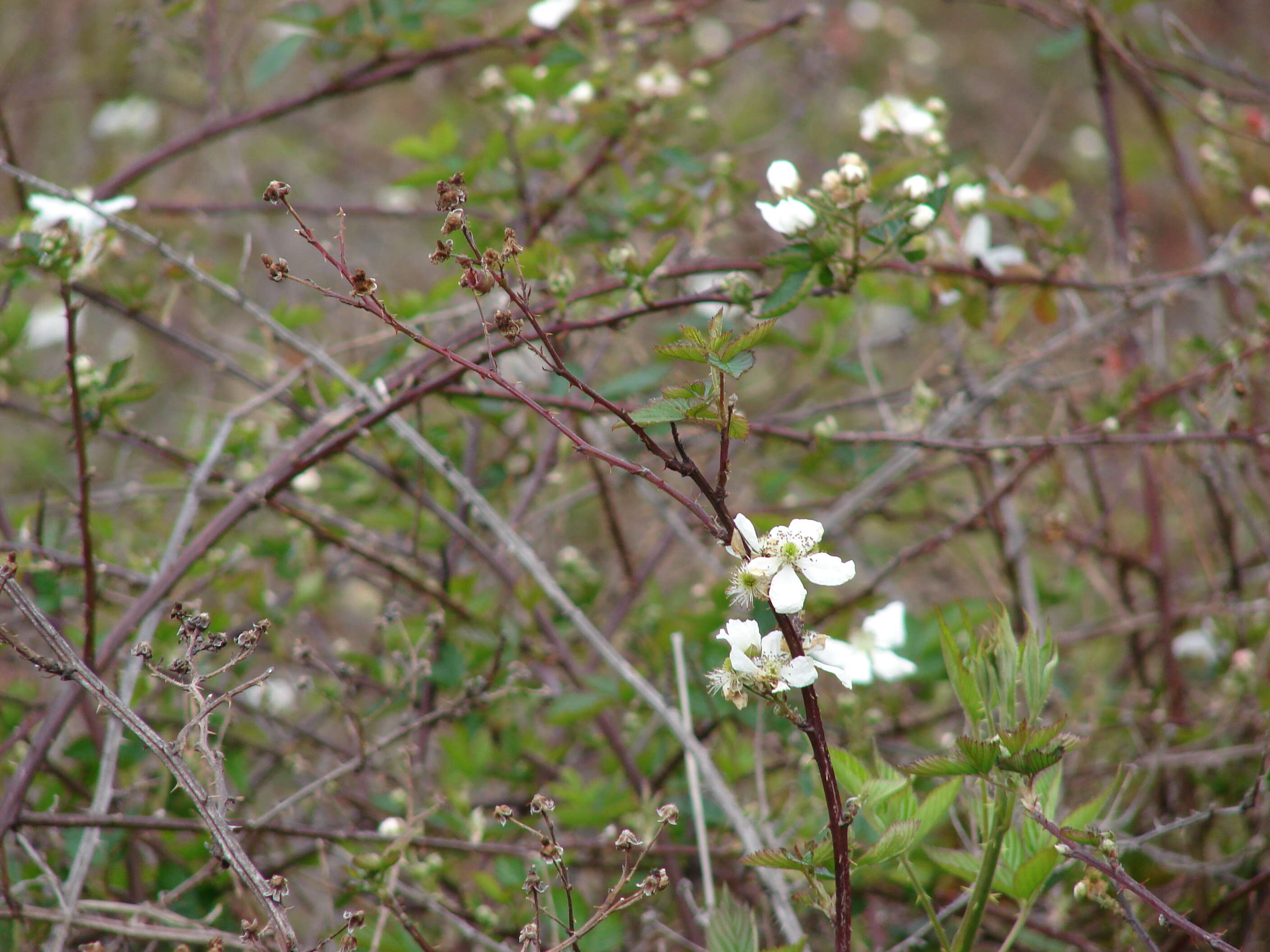 Sivun Rubus argutus Link kuva