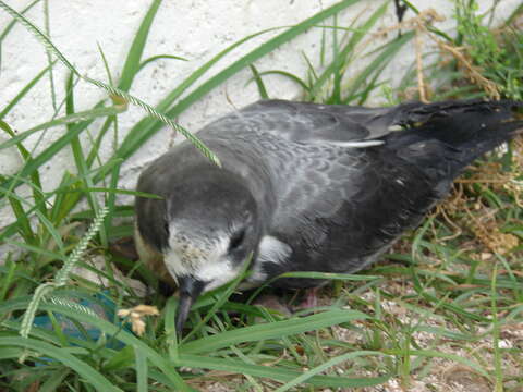 Image of Bonin Petrel