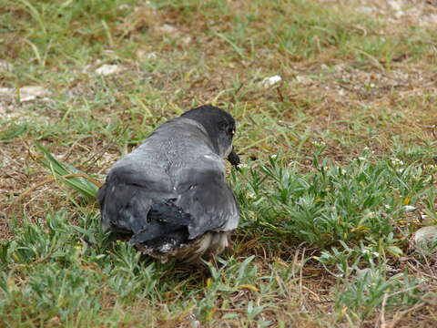 Image of Bonin Petrel