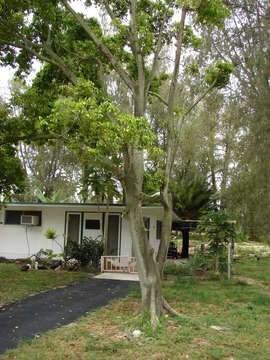 Imagem de Ficus benjamina L.