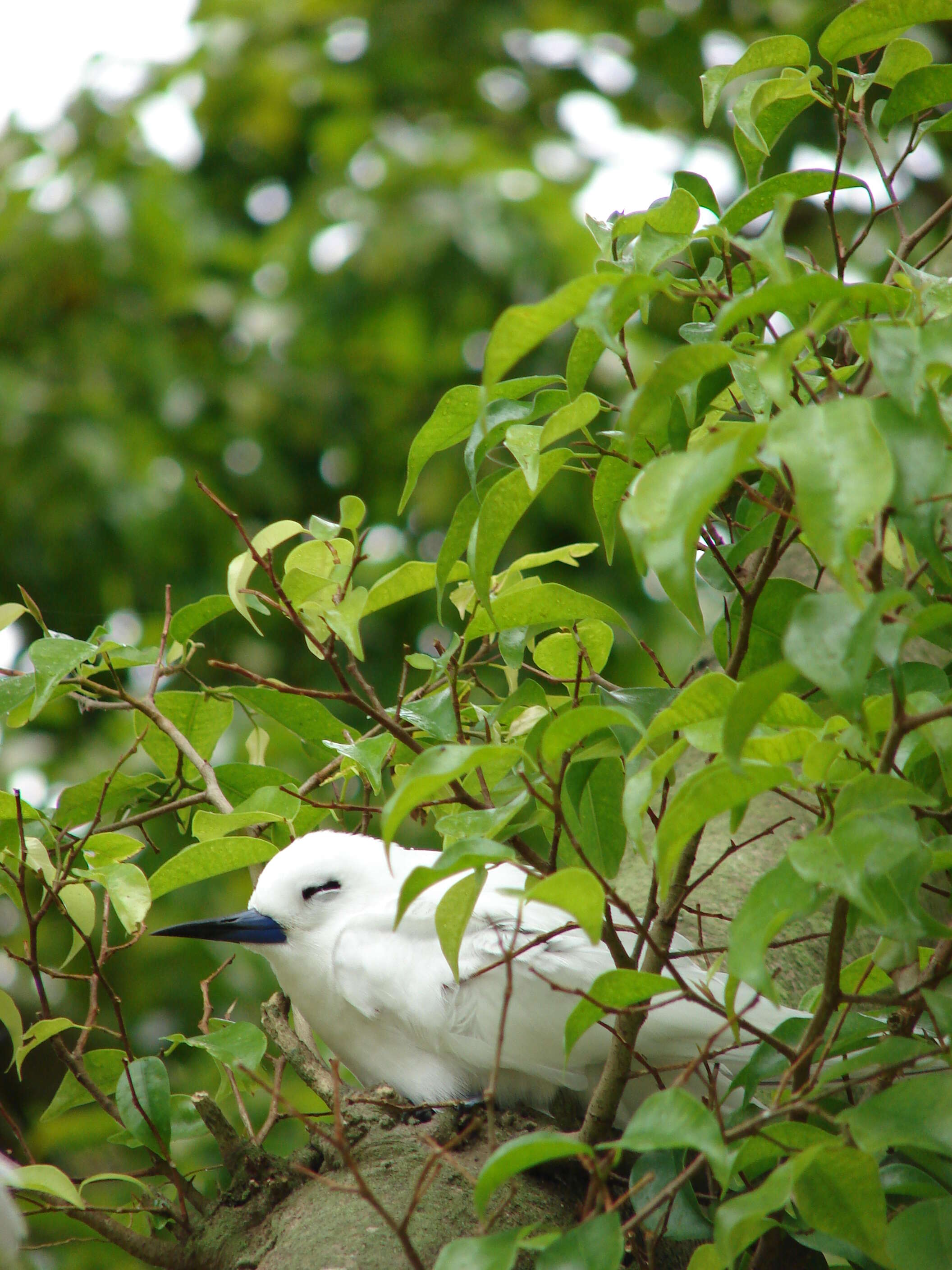 Imagem de Ficus benjamina L.